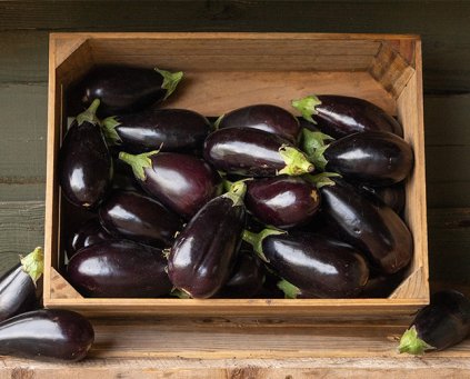 Aubergine