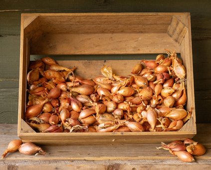 Shallots