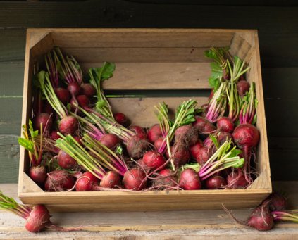 Beetroot - Chioggia