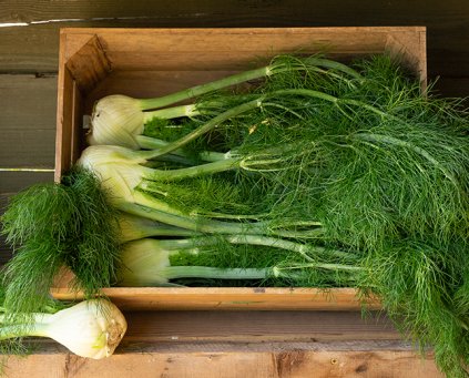 Fennel