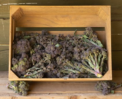 Purple Sprouting Broccoli